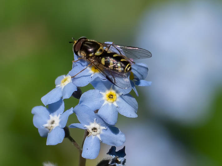 Dasysyrphus albostriatus-2.jpg